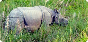 Royal Bardia Jungle Safari